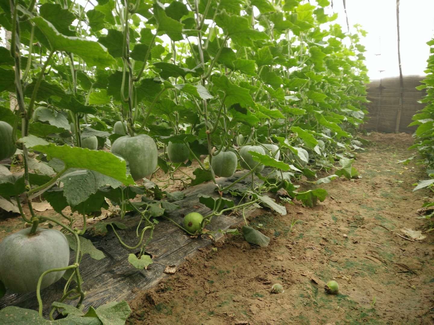 一串铃冬瓜吊蔓栽培田间布局示意图