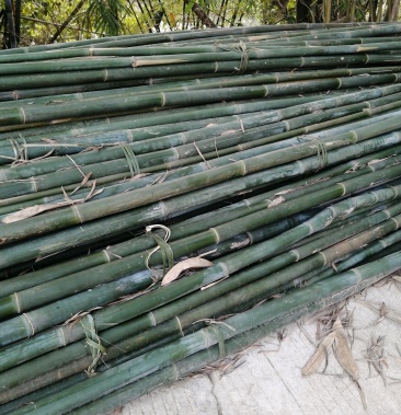 [竹子批发]青皮竹价格0.60元/棵 - 一亩田