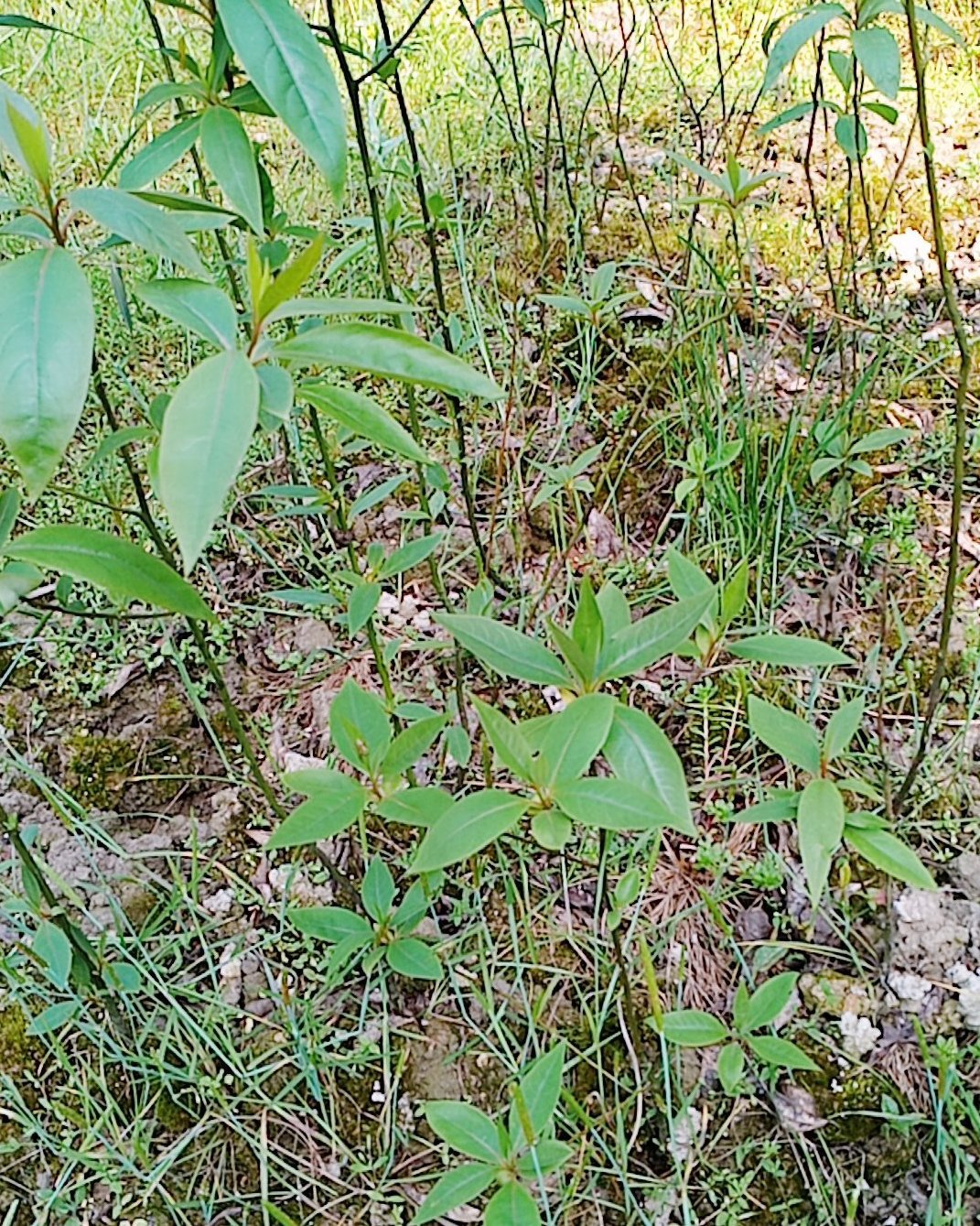 [木姜子苗批发]木姜子苗,纯野生自然价格0.50元/株 - 一亩田