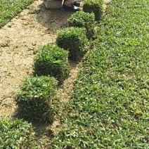 大叶油草，台湾草，马尼拉草