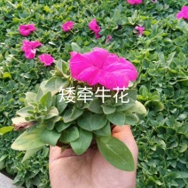 常年出售各种颜色的矮牵牛花