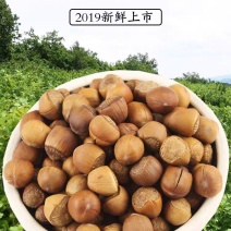 25年新货东北特产开口榛子厂家直销
