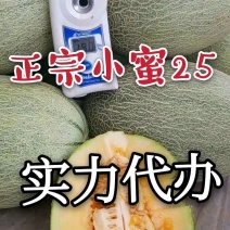 山东燕店小蜜25西州蜜实力代办