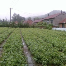 辽宁开原紫丁香小苗大叶丁香工程苗营养杯苗繁育基地