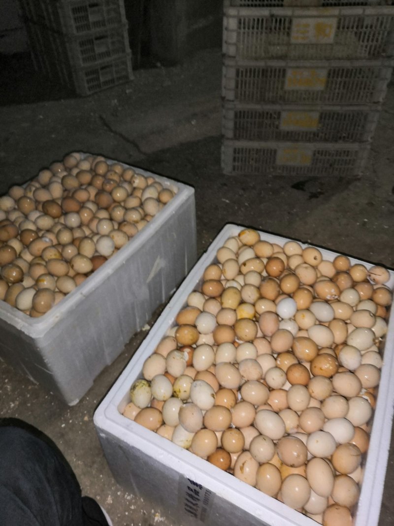新鲜人工精选毛蛋大量批发