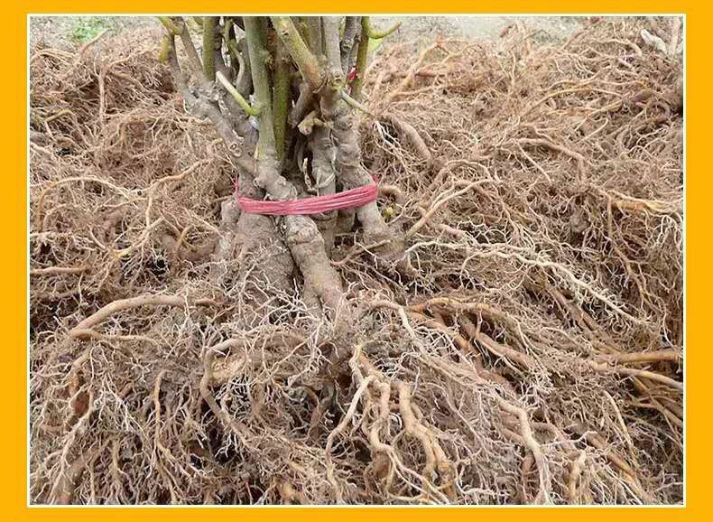 猕猴桃根的植物形态