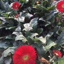 山东莒县万亩鲜切花基地。