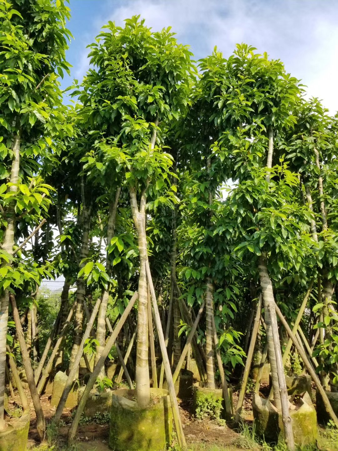 心刚白兰