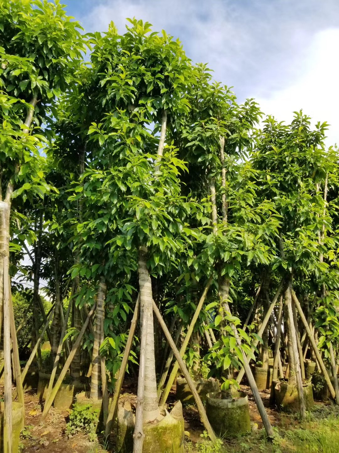 心刚白兰