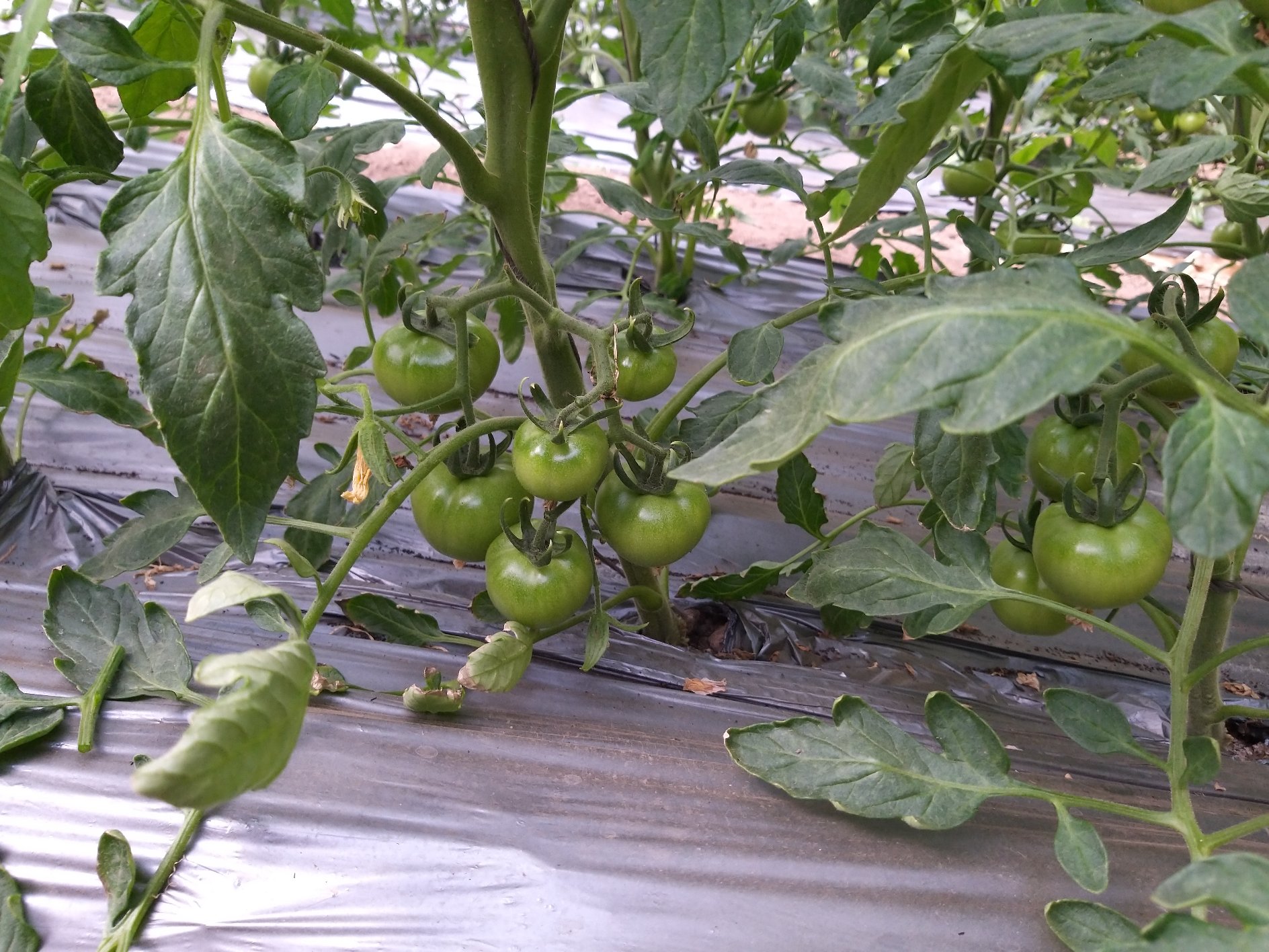 展示普罗旺斯西红柿(Sir Prize F1)与浙粉202、FA-516、千禧小番茄的果实形态对比,包括果形、果色、果肩平整度等细节,背景为标准农业试验田标识牌 普罗旺斯西红柿与常见非普罗旺斯番茄品种对比图