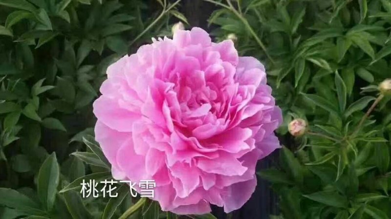 购买牡丹花苗的平台