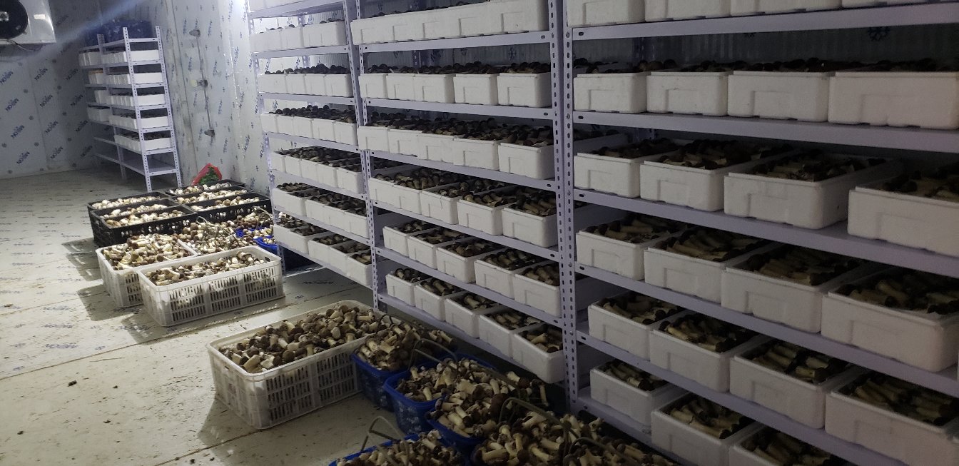 松茸正确存储方法示意图