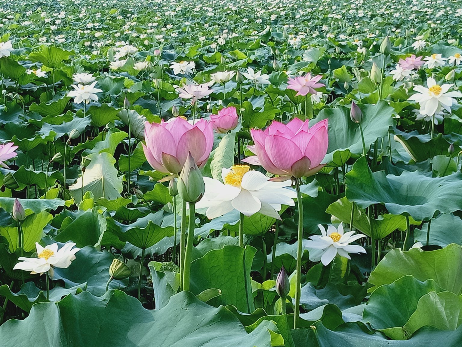 展示白莲花盛开的场景,背景为阳光下的池塘 白莲开花期实景图
