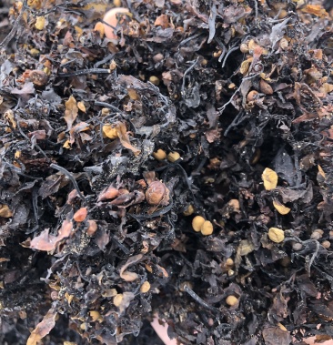 海藻 中药材正品海藻海萝海藻丝海带花新鲜干货一公斤起批