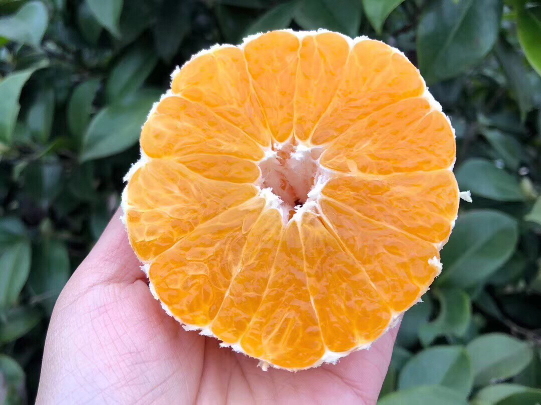 切开的不知火柑特写,果肉饱满呈橙红色,汁水欲滴,清晰可见细密的果粒和完整的囊膜,旁边配有测量糖度的折光仪显示读数为13.2% 图片描述