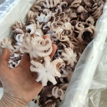 半熟短途八爪鱼，长腿八爪鱼