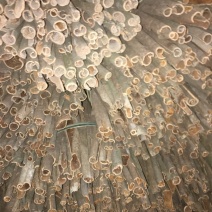 大量新鲜桂皮