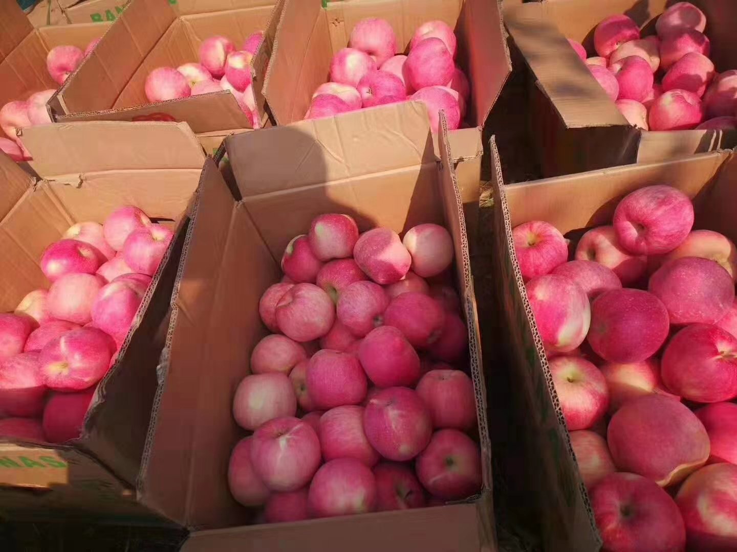 香梨采摘后正在装箱打包