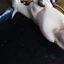 驴肉