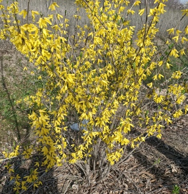 江苏连翘苗 丛生连翘 1一20分支 按需分拣 成活度高