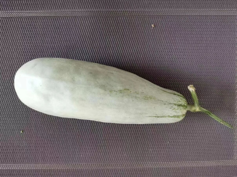 一根中等大小的羊角蜜甜瓜,呈弯曲的羊角形状,表皮为灰绿色带有细密网纹,一端连接着干枯的瓜蒂,背景为自然田园环境,光线柔和,突出果实的新鲜与自然生长状态 羊角蜜甜瓜整体外观特写