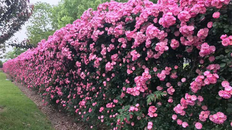 藤本月季盛开的花墙景观