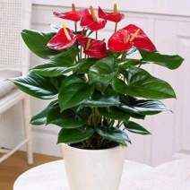 红掌盆栽带花发货室内观花绿植可水培净化空气