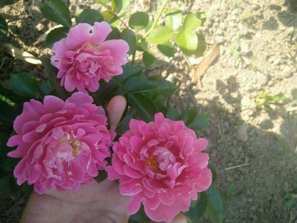 弗洛伦蒂娜月季花朵与叶片特写,展示其粉白色花瓣与深绿色叶片 弗洛伦蒂娜月季花朵与叶片特写