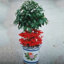 富贵子富贵籽朱砂根黄金万两室内花卉盆栽绿植红凉伞四季常绿
