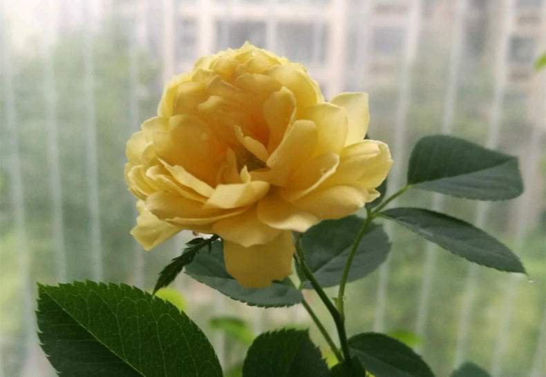 一株盛开的月季欧洲黄金,花朵呈饱满的杯状,花瓣层次丰富,色泽为明亮的金黄色,带有柔和的奶油白边缘,花心微微泛绿,叶片深绿有光泽,茎秆挺拔无刺,背景为温室栽培环境,光线柔和,突出花朵的质感与色彩细节 盛开的月季欧洲黄金特写