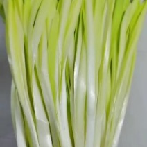 韭黄韭菜韭苔韭菜花