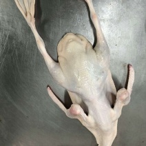 白条鸡白条鸭所有冷冻