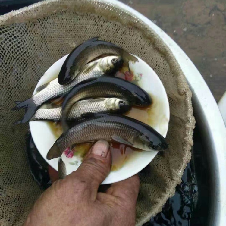 [花鲢鱼苗批发]四川绵阳游仙区鲢鱼苗 0.30元/个花鲢鱼苗,各 _ 一亩田