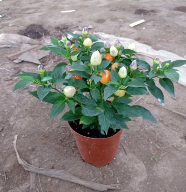 四季五彩辣椒盆栽 广州基地批发观赏辣椒 可食用