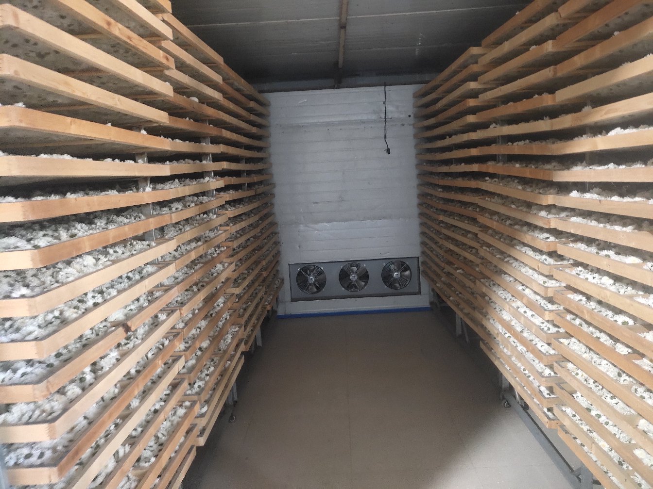 杭白菊烘干加工场景图