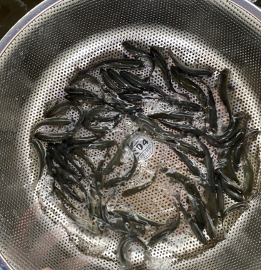 青草魚苗 黑草魚苗 黑皖魚苗已訓食料歡迎訂購