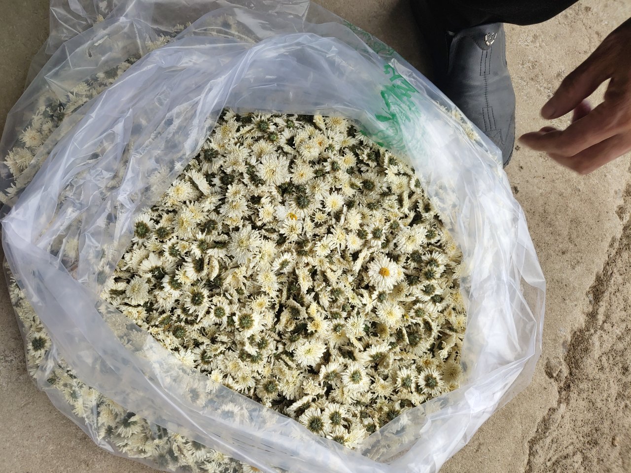 杭白菊产品包装展示图