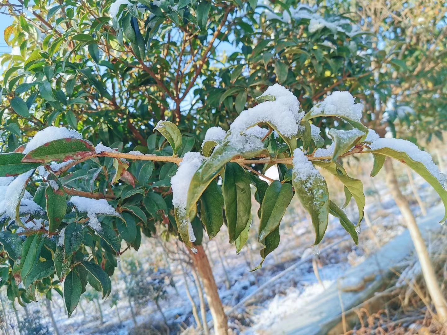 北方城市庭院中丹桂冬季实景图