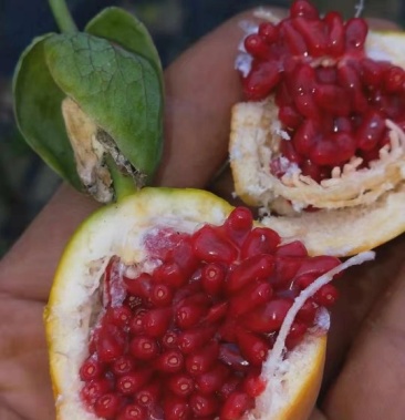 蓝冠百香果苗 百香果苗 木瓜百香果苗 一年苗 包邮