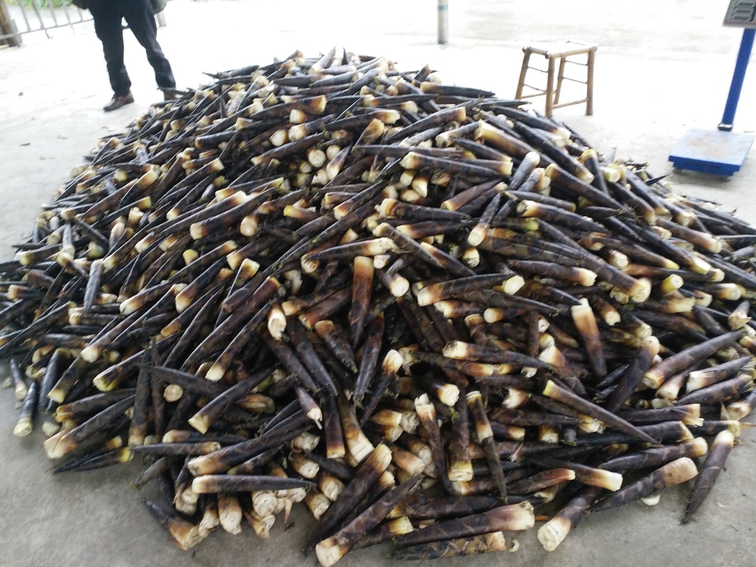 浙江临安某雷春笋种植基地,农民正在向雷竹林铺设砻糠进行冬季保温覆盖,远处可见已完成覆盖的地块呈现出均匀的深褐色表面,天空微亮,展现早春农事作业实景 雷春笋竹林覆盖栽培场景