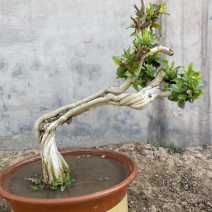 金银花树桩，