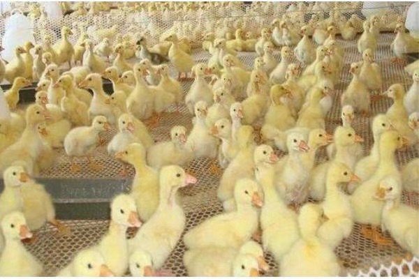 现代化鹅苗养殖场,工人正在分拣鹅苗,背景为整齐划一的育苗棚舍 养殖场环境图