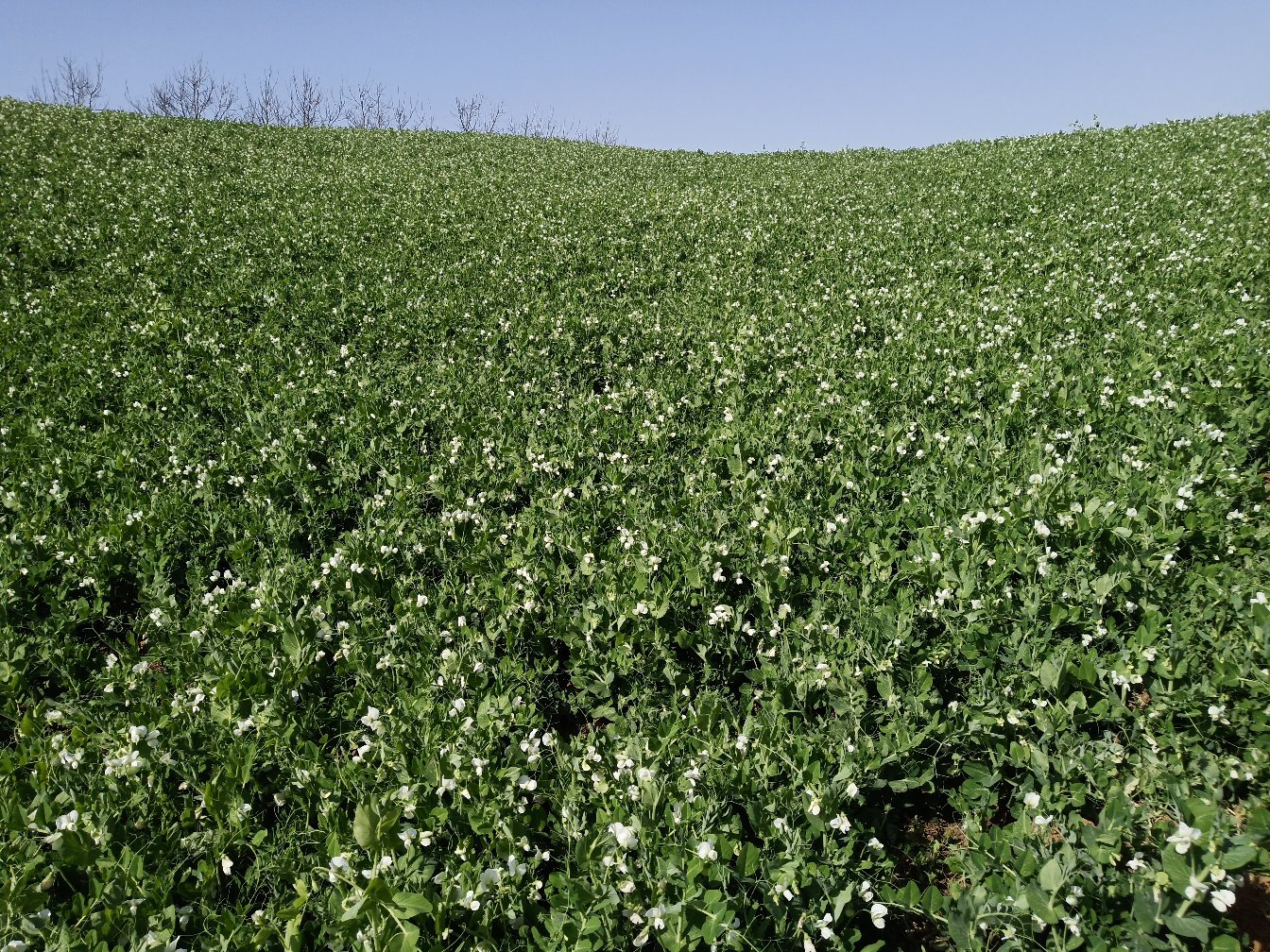 豌豆绿规模化种植田景