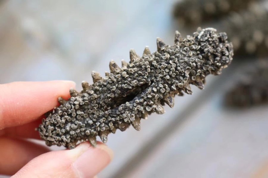 浙贝母切片展示内部结构