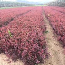 现苗紫叶小檗红叶小檗树苗彩色模纹花境树种实地看苗