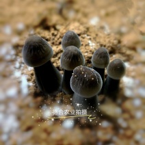 大量供应优质黑皮鸡枞菌包