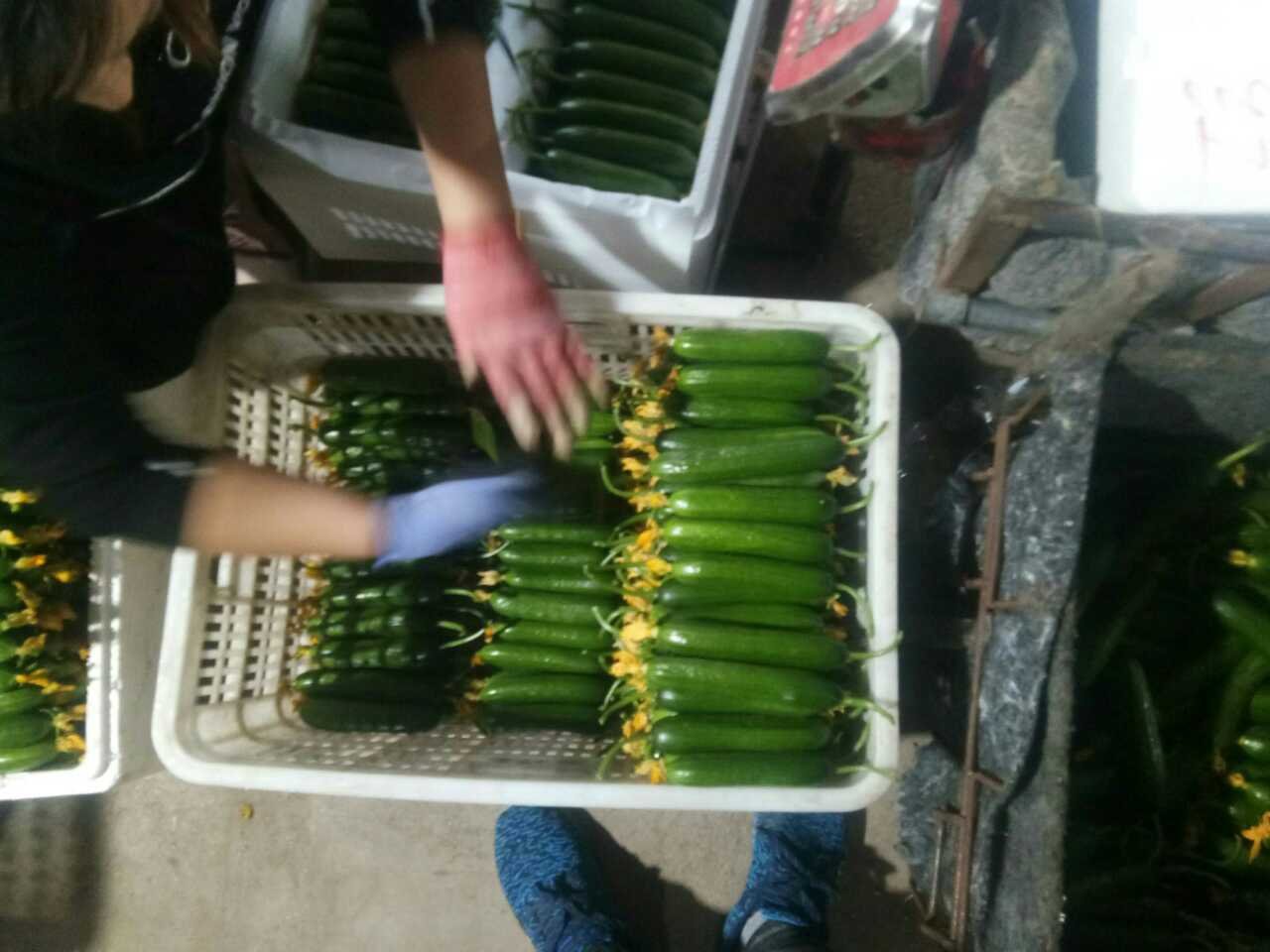 冬季温室中,技术人员正在对黄瓜进行精细化管理,包括底部小黄瓜的摘除 黄瓜温室栽培管理现场图