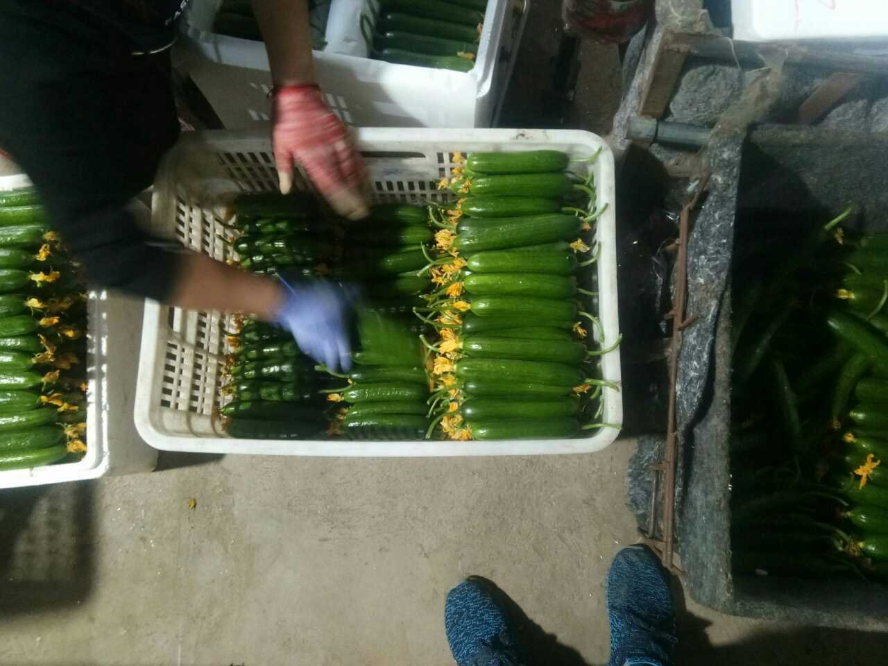 铁腿小黄瓜采收与分级包装场景