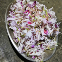 洋紫荆（老白花）