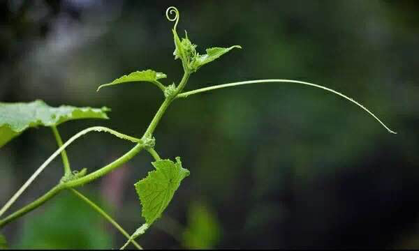植物卷须的显微结构图
